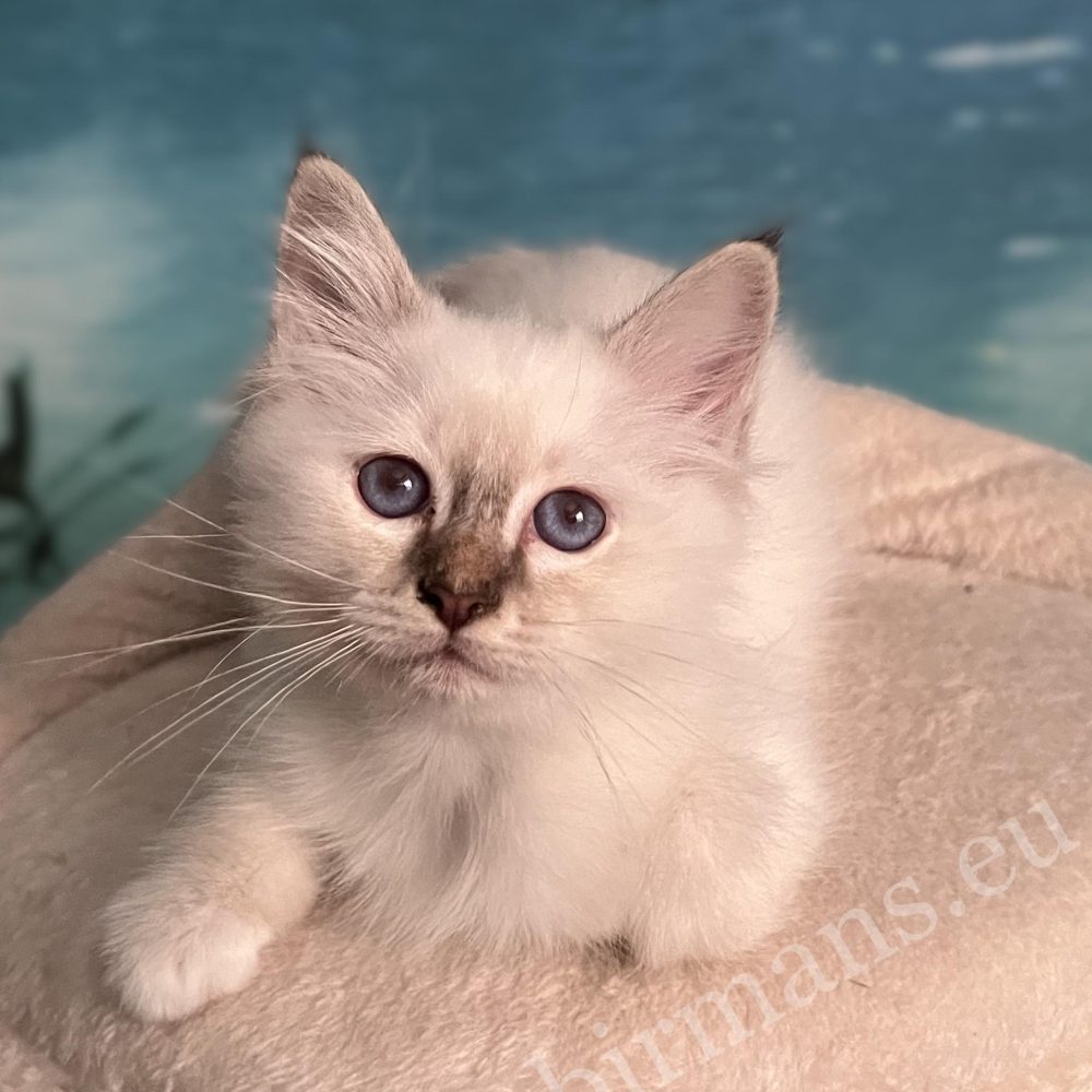 Saba Yorick, chaton mâle Sacré de Birmanie chocolat tabby disponible, regarde la caméra de face allongé avec des yeux bleus éclatants