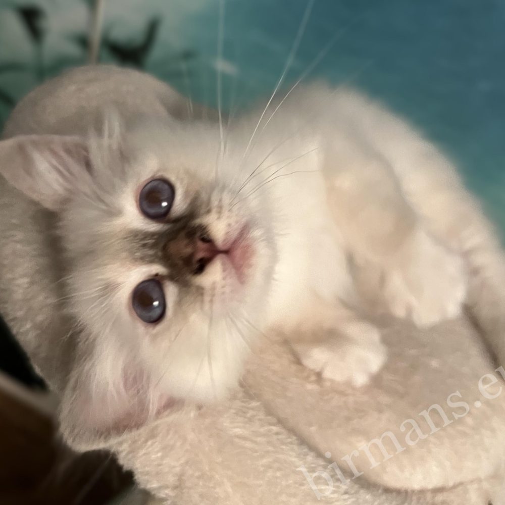 Saba Yorick, chaton mâle Sacré de Birmanie chocolat tabby disponible, regarde la caméra en se roulant de manière ludique