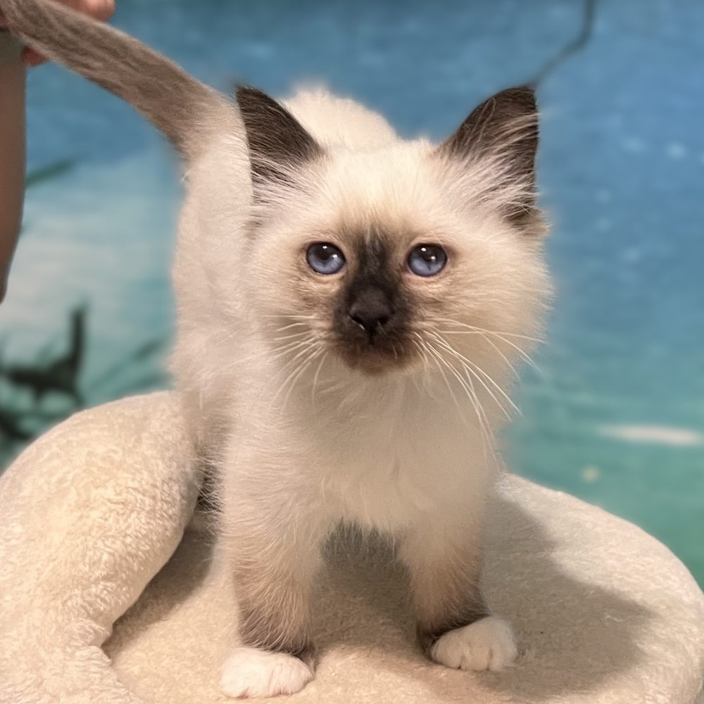 Chaton Sacré de Birmanie Saba Yuna, disponible et réservable, se tient de face et regarde la caméra