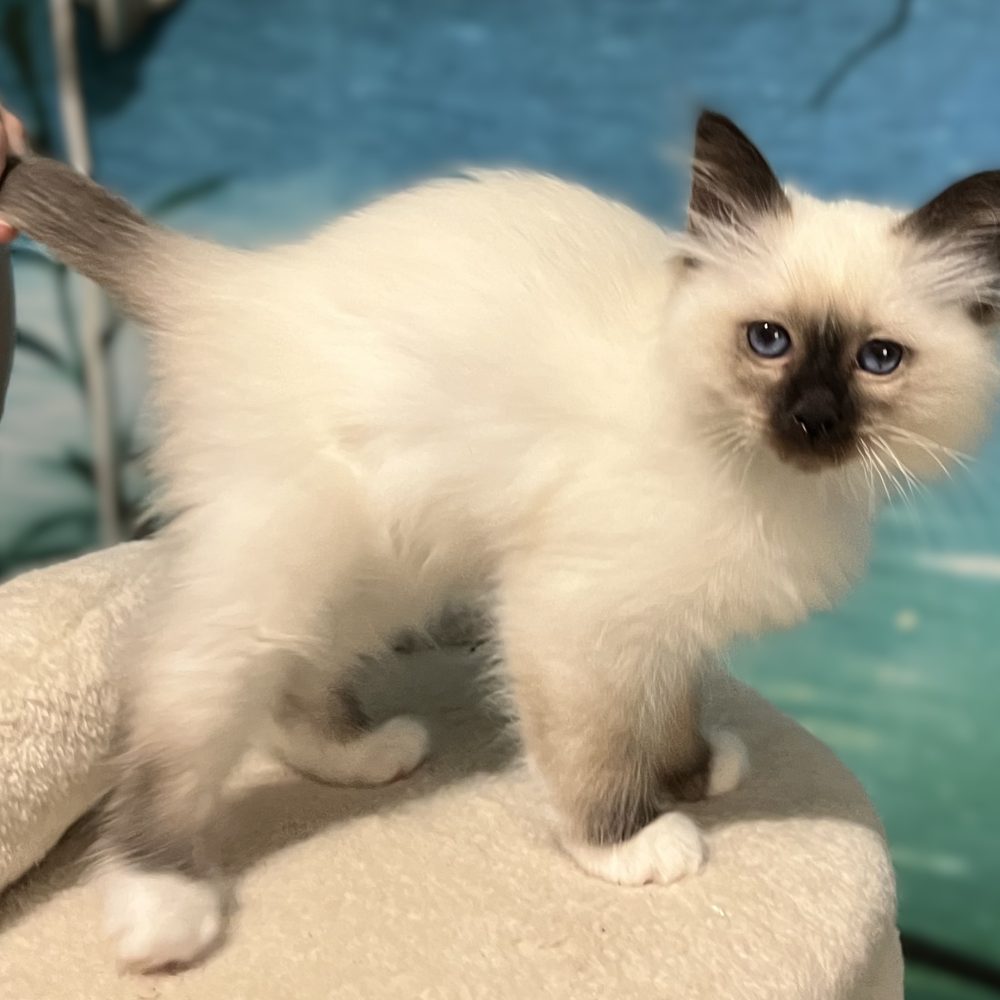 Chaton Sacré de Birmanie Saba Yuna, disponible et réservable, debout de profil
