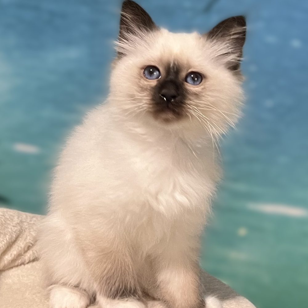 Chaton Sacré de Birmanie Saba Yuna, disponible et réservable, assise et regardant la caméra