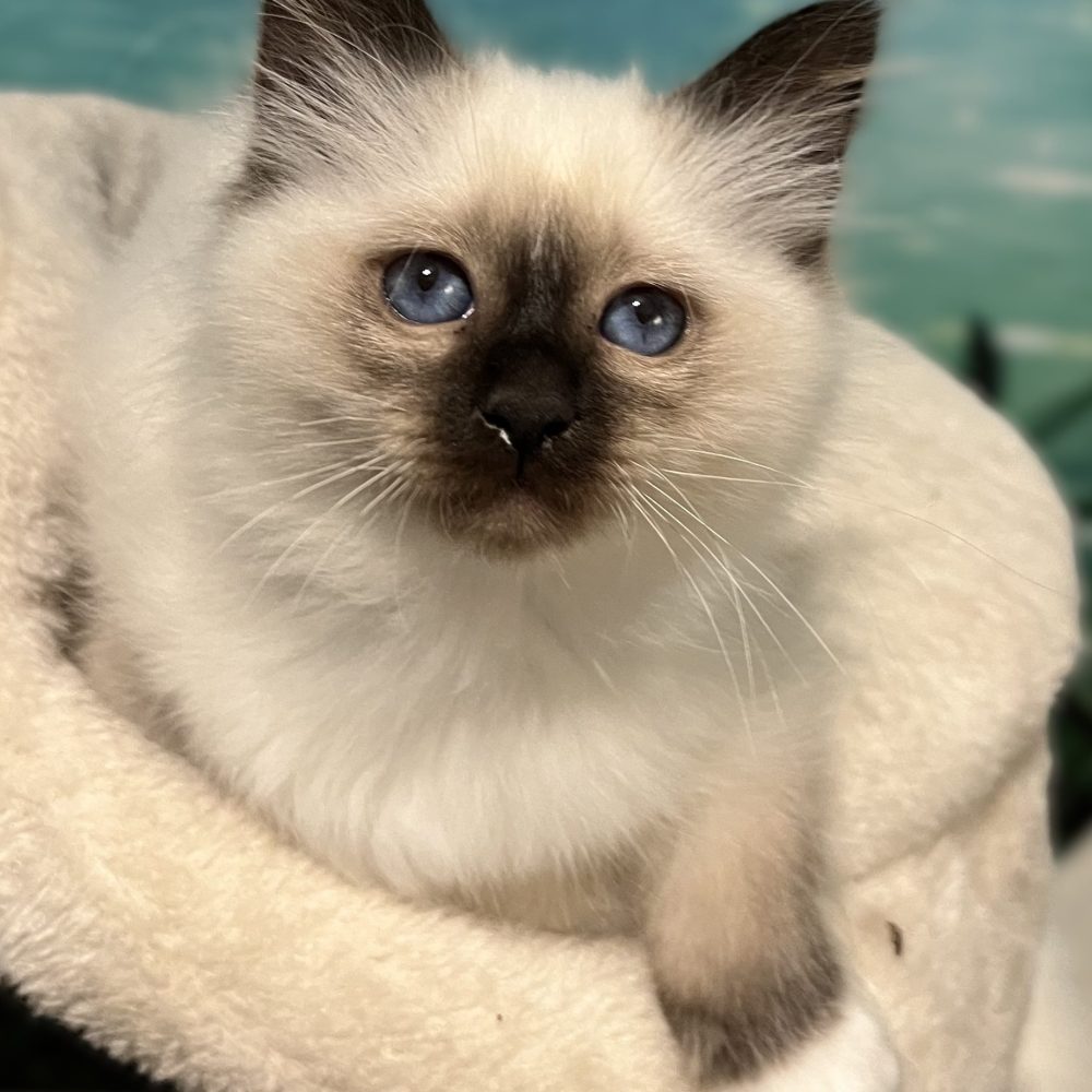 Chaton Sacré de Birmanie Saba Yuna, disponible et réservable, allongée avec élégance, regarde la caméra