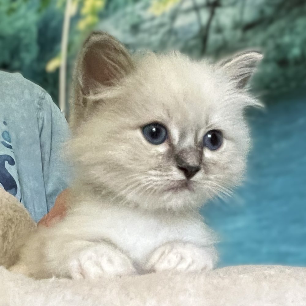Saba Zeno, mâle Sacré de Birmanie blue tabby disponible, observe attentivement son environnement.