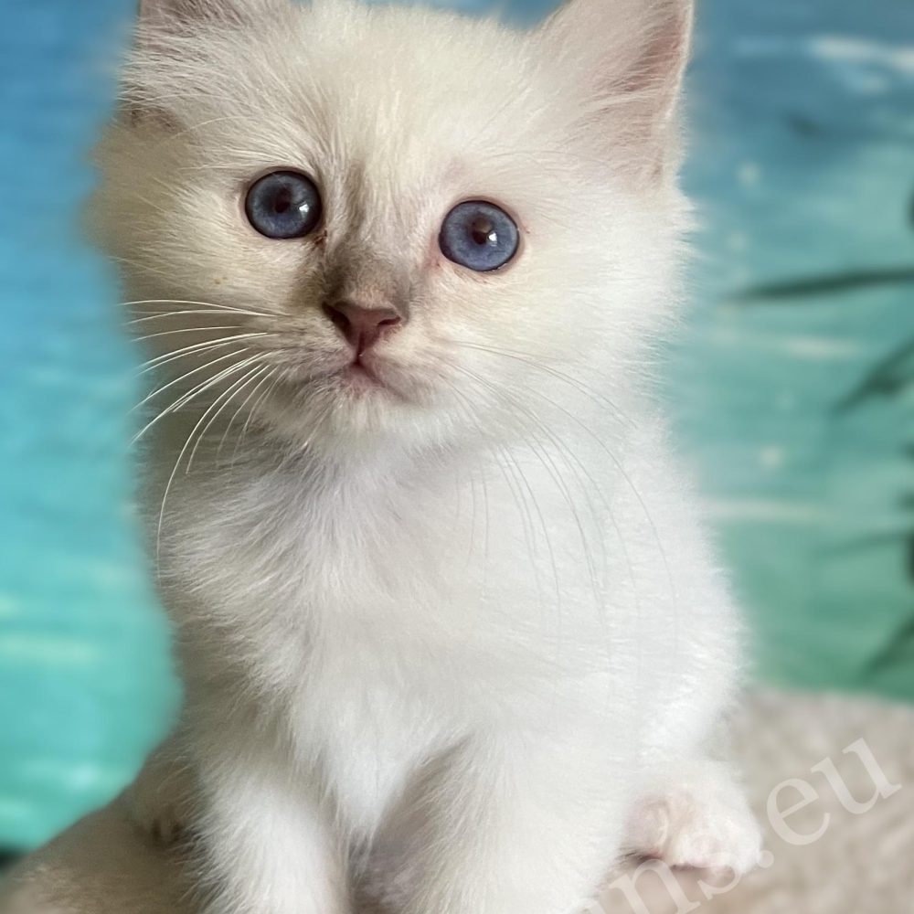 Chaton Sacré de Birmanie mâle Lilac Tabby disponible, Saba Bentley portrait en gros plan