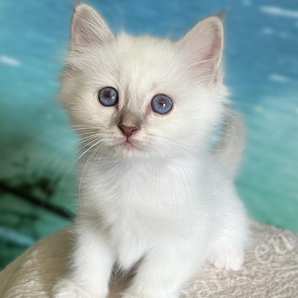 Chaton Sacré de Birmanie mâle Lilac Tabby disponible, Saba Bentley debout avec curiosité