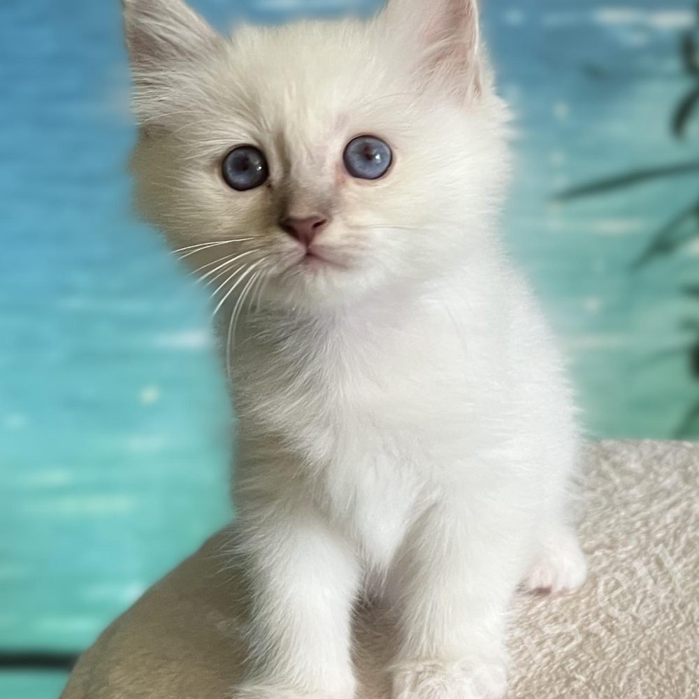 Chaton Sacré de Birmanie mâle Lilac Tabby disponible, Saba Bentley assis
