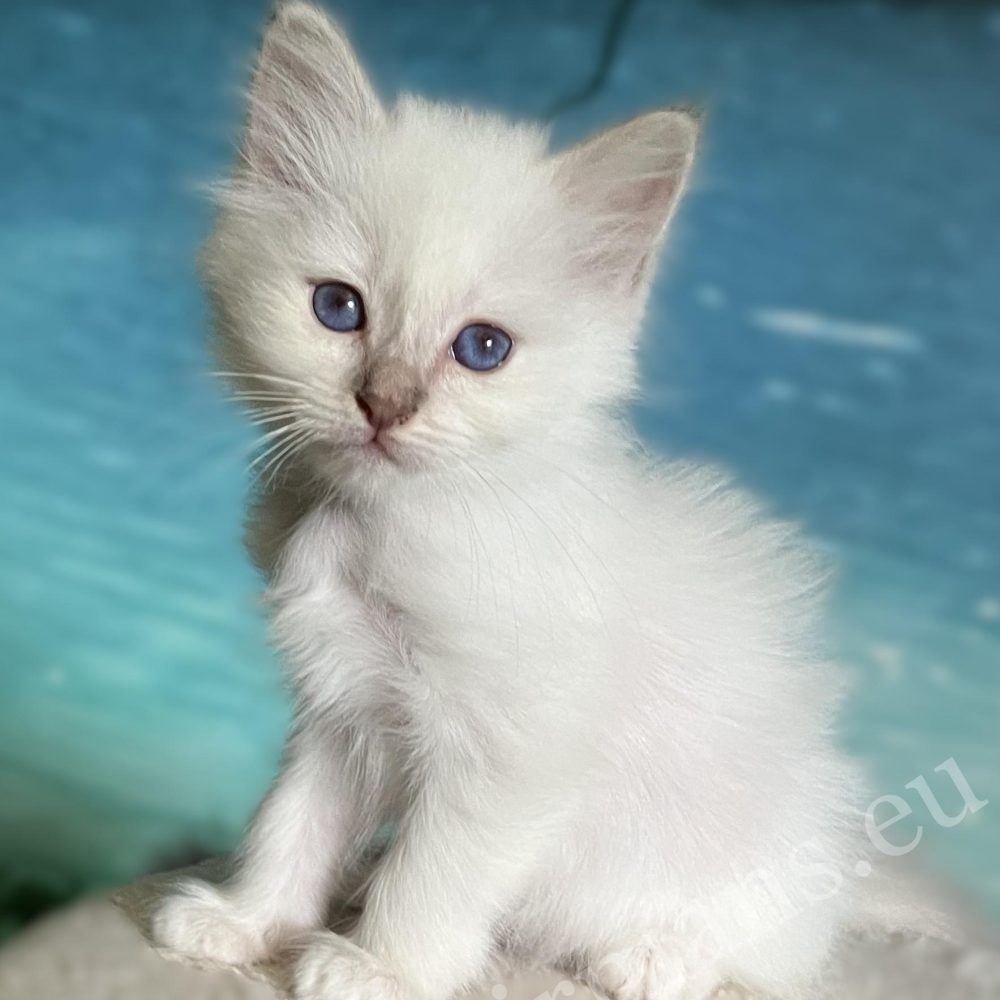 Chaton Saba Bianca Birman Lilac Point de face – disponible.