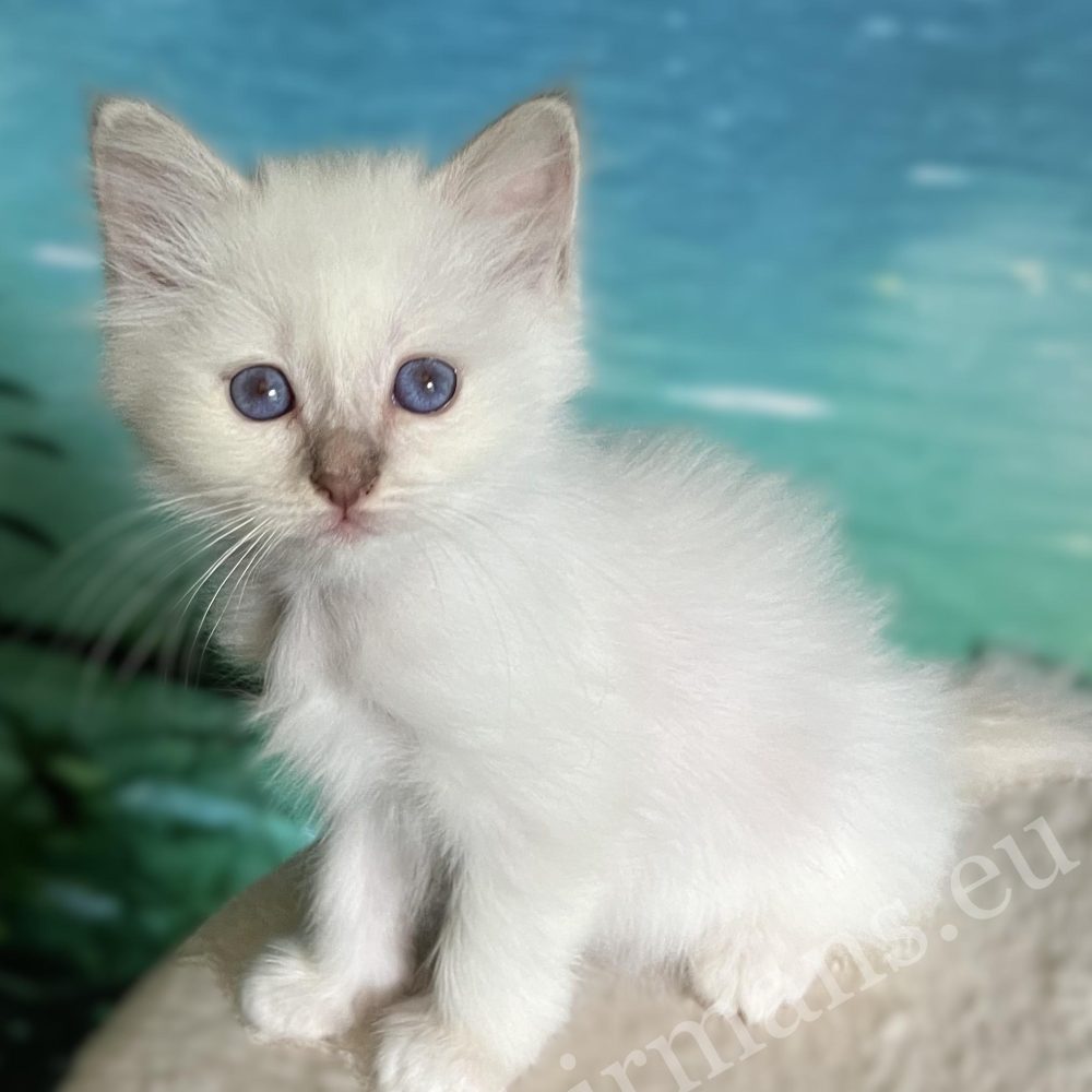 Chaton Saba Bianca Birman Lilac Point de profil – à réserver.