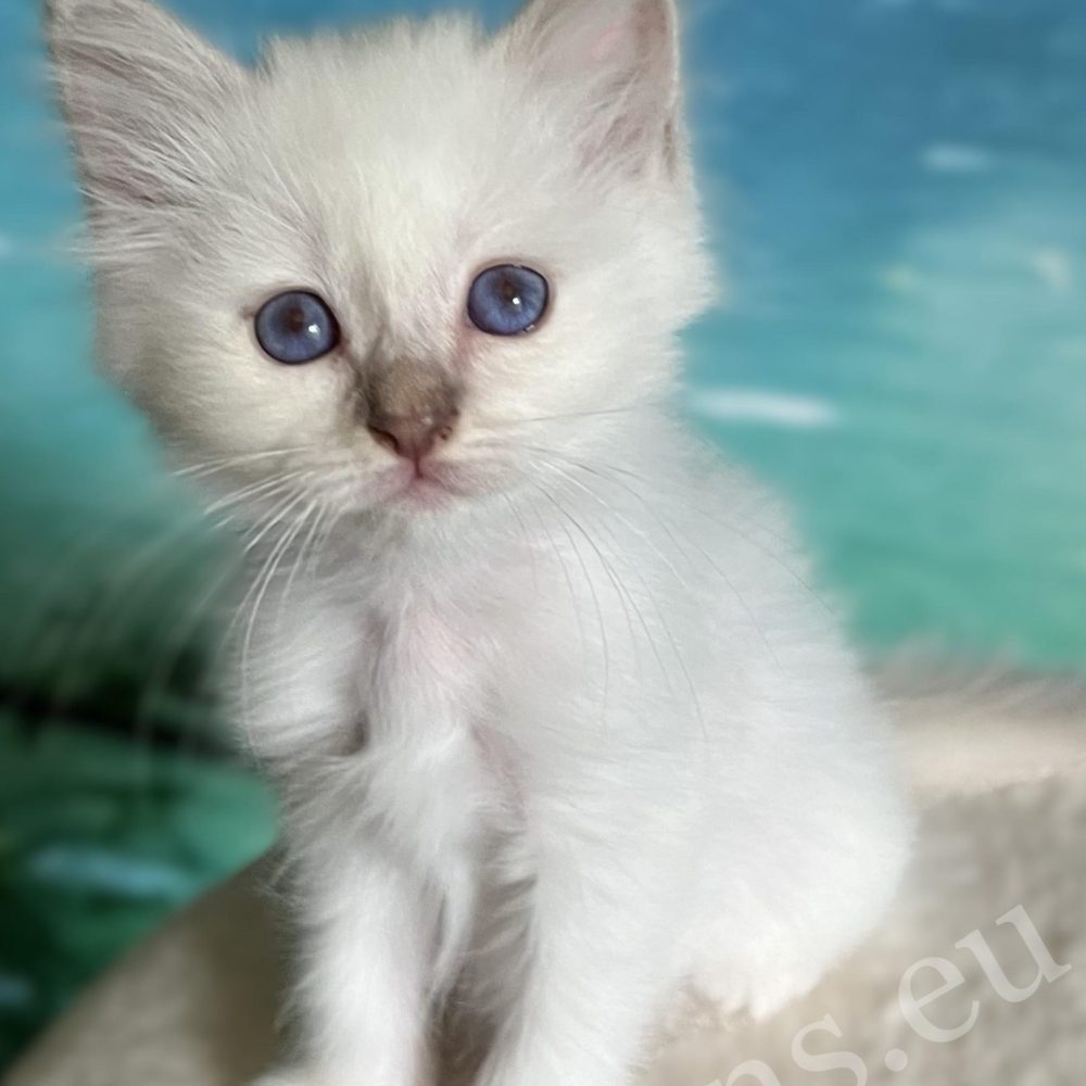 Chaton Saba Bianca Birman Lilac Point aux yeux bleu profond – disponible.