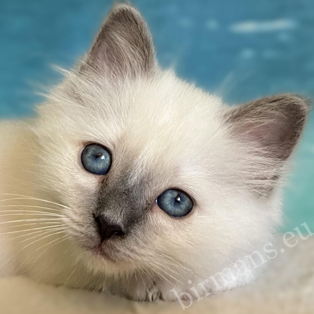 Chaton Sacré de Birmanie blue point aux yeux bleus éclatants – Saba Birman