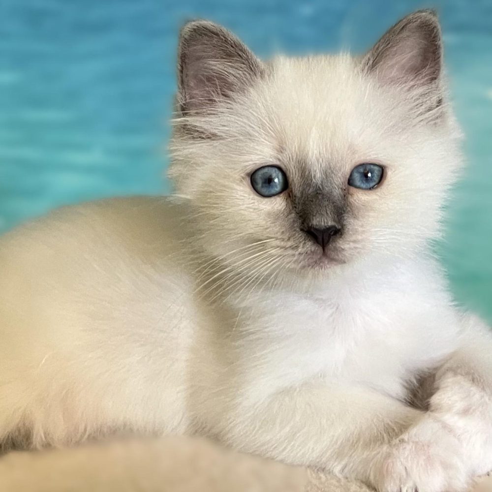 Chaton Sacré de Birmanie blue point disponible au repos – Saba Birman