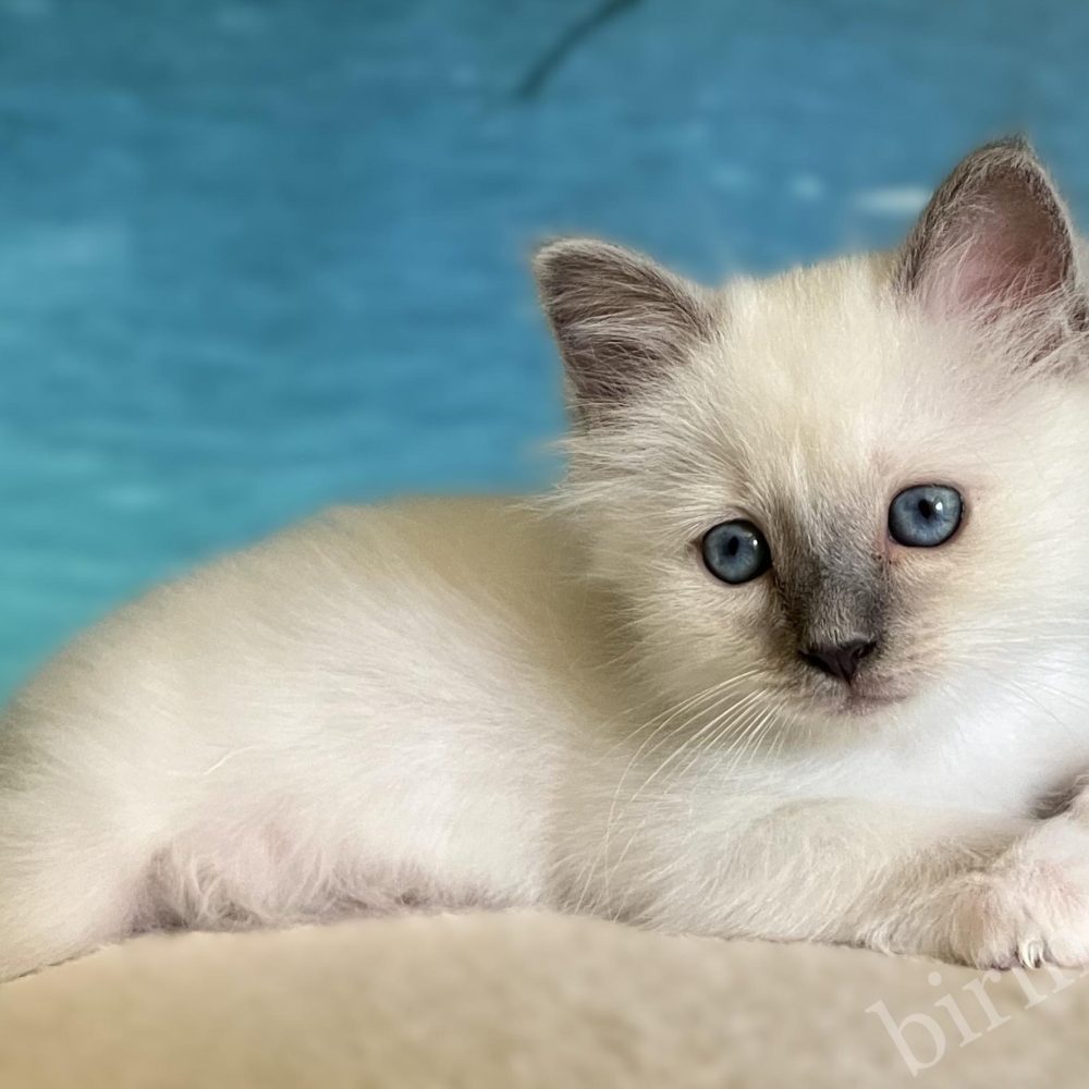 Chaton Sacré de Birmanie blue point disponible et réservable couché de face – Saba Birman