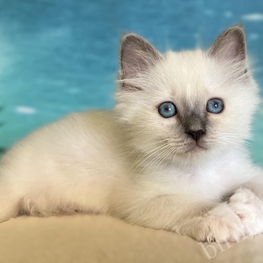 Chaton Sacré de Birmanie blue point réservable couché de profil – Saba Birman