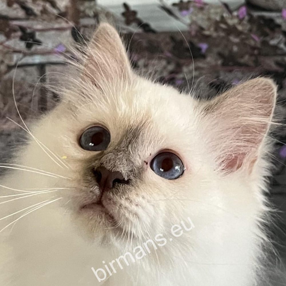 Portrait of Saba Primus – calm presence and classic Birman elegance.