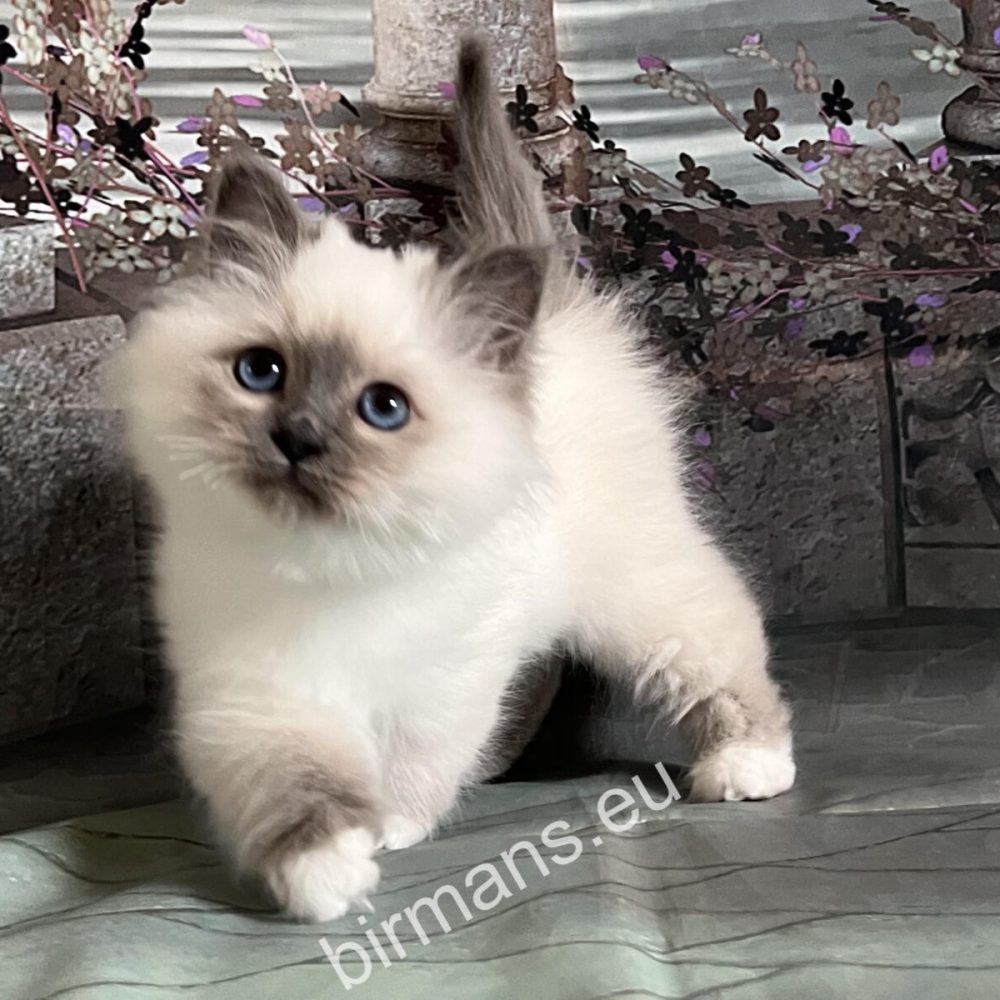 Chaton Birman regardant l'appareil photo à la lumière naturelle - sélection consciente et pré-enregistrement à l'élevage Saba Birman