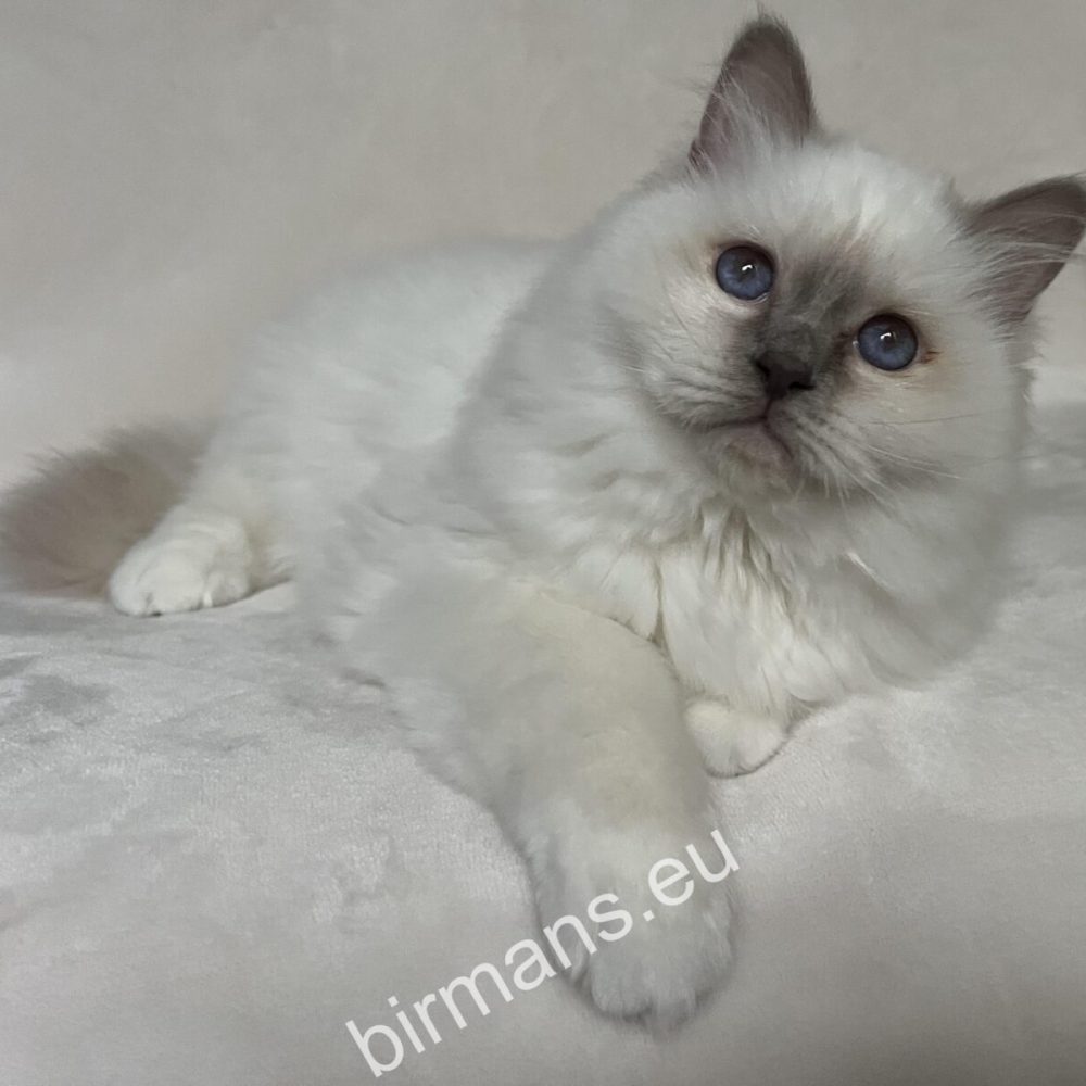 Des chats de Birmanie calmes à la lumière naturelle - un élevage et un enregistrement responsables dans le monde de Saba Birman