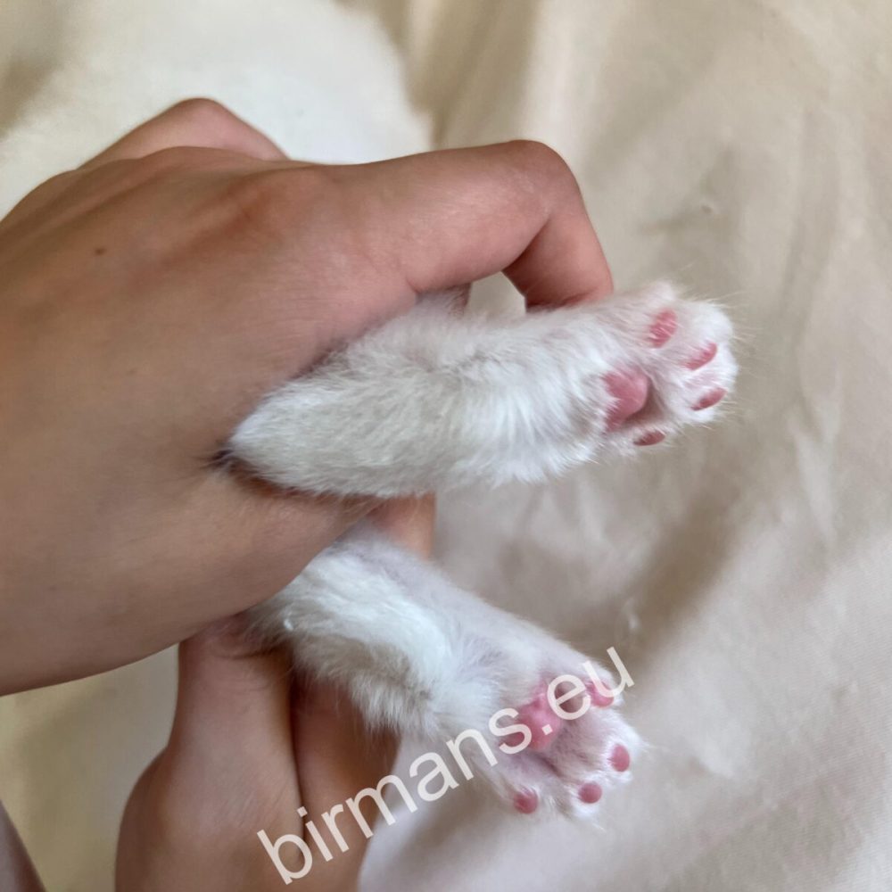 img-9950-desktop-9usfljs