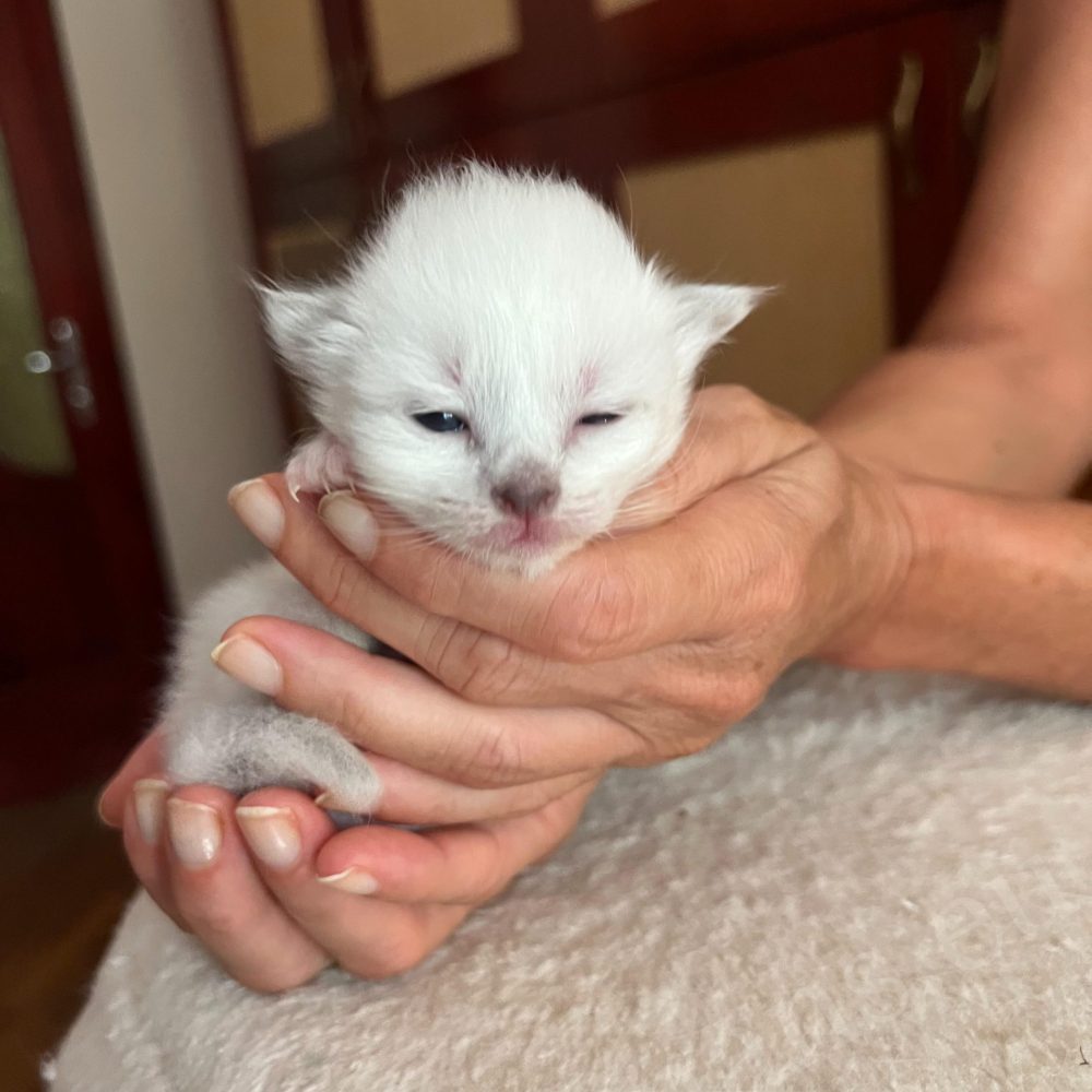 Chaton Birman femelle nouveau-né de la portée Nadine tenu dans la main