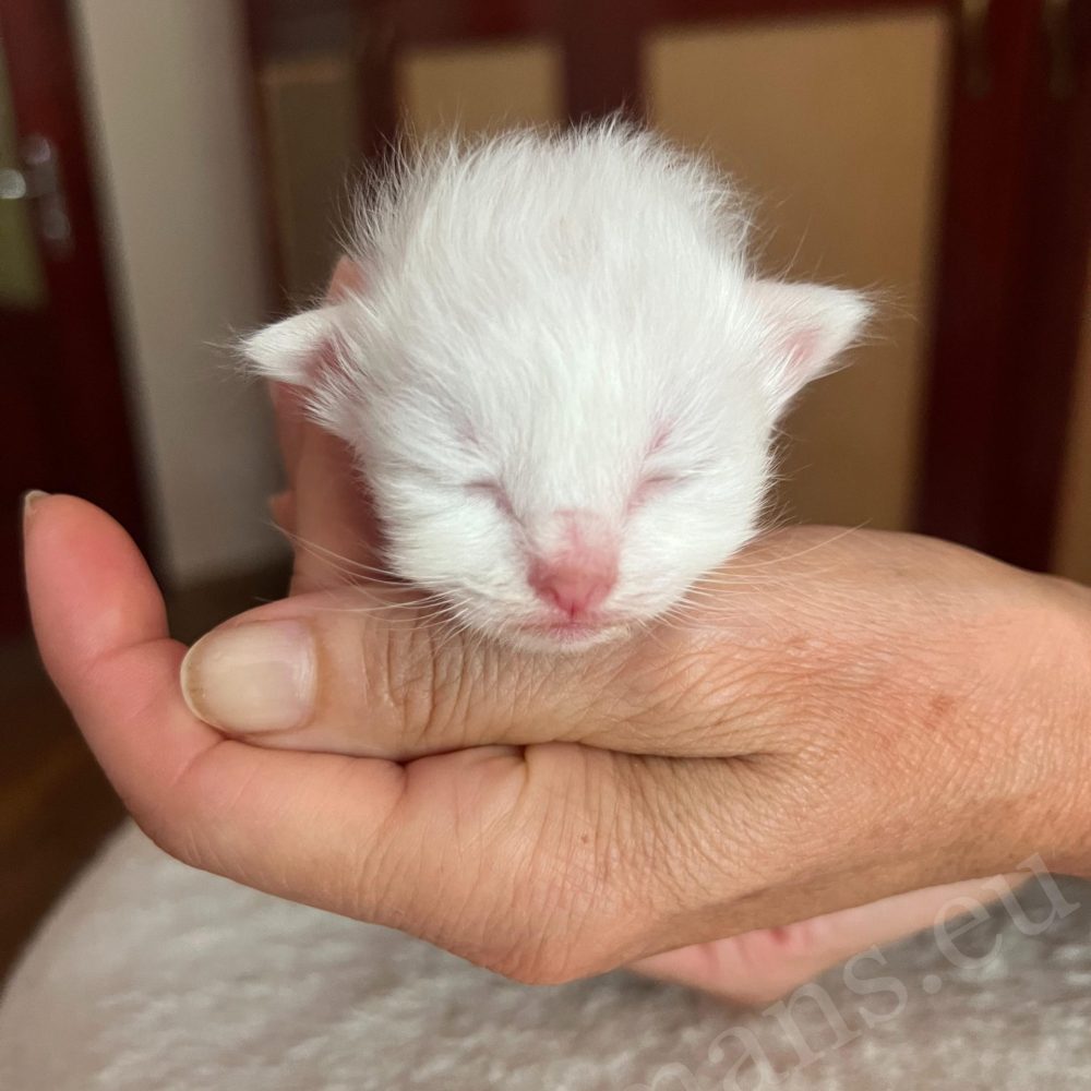 Chaton Birman mâle nouveau-né de la portée Nadine tenu dans la main