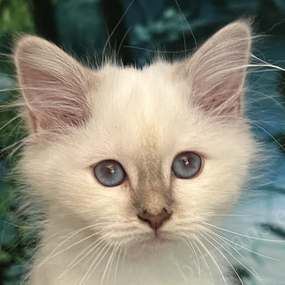Saba Bianca chaton Birman lilac tabby disponible aux yeux bleus exceptionnels