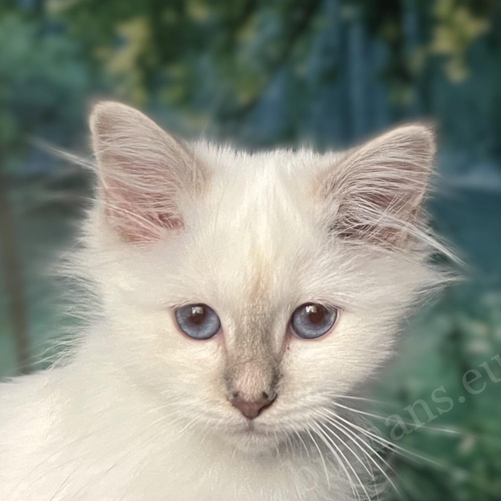 Chaton Birman femelle lilac tabby, Saba Bianca portrait rapproché des yeux bleus