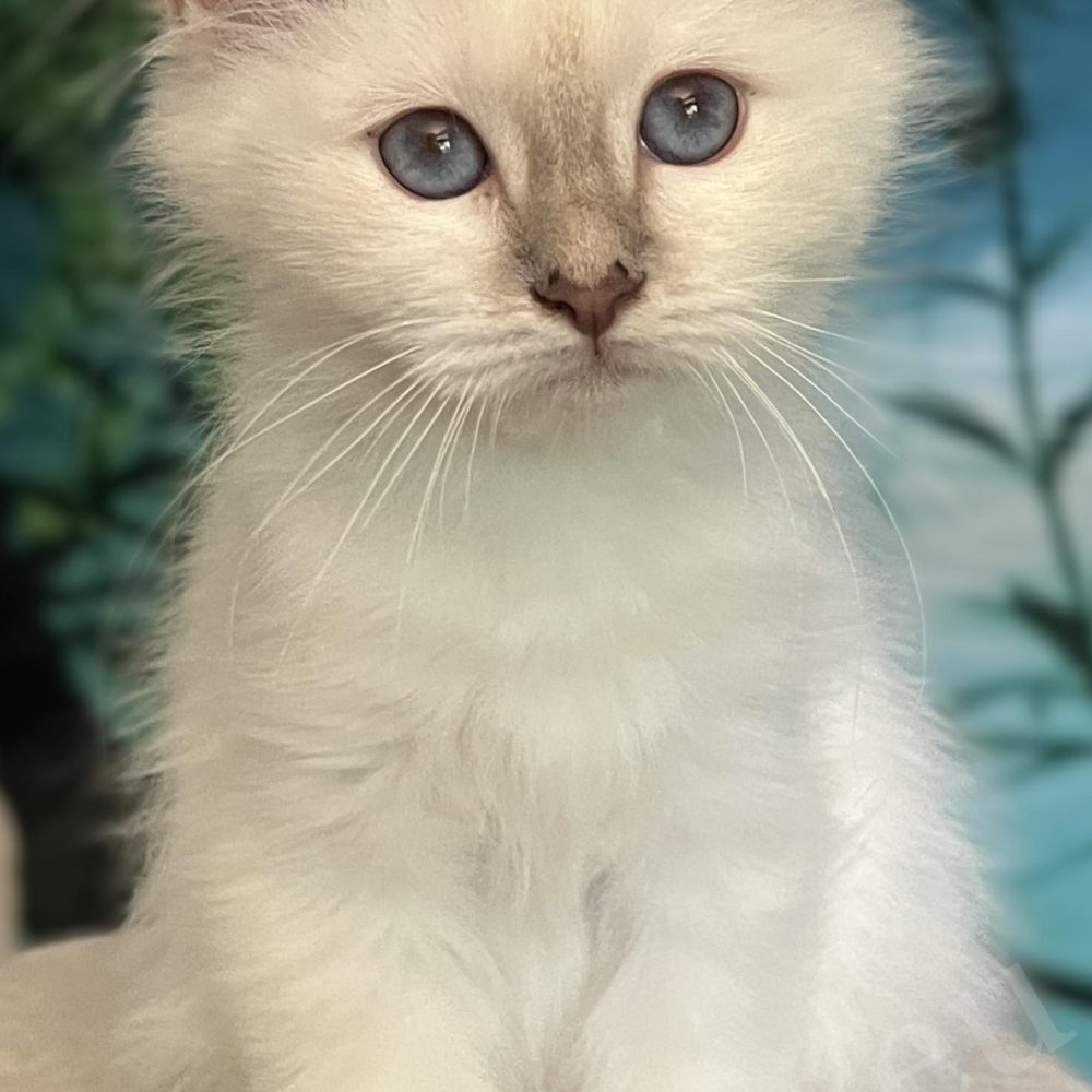 Saba Bianca chaton Birman femelle lilac tabby disponible, portrait assis de face